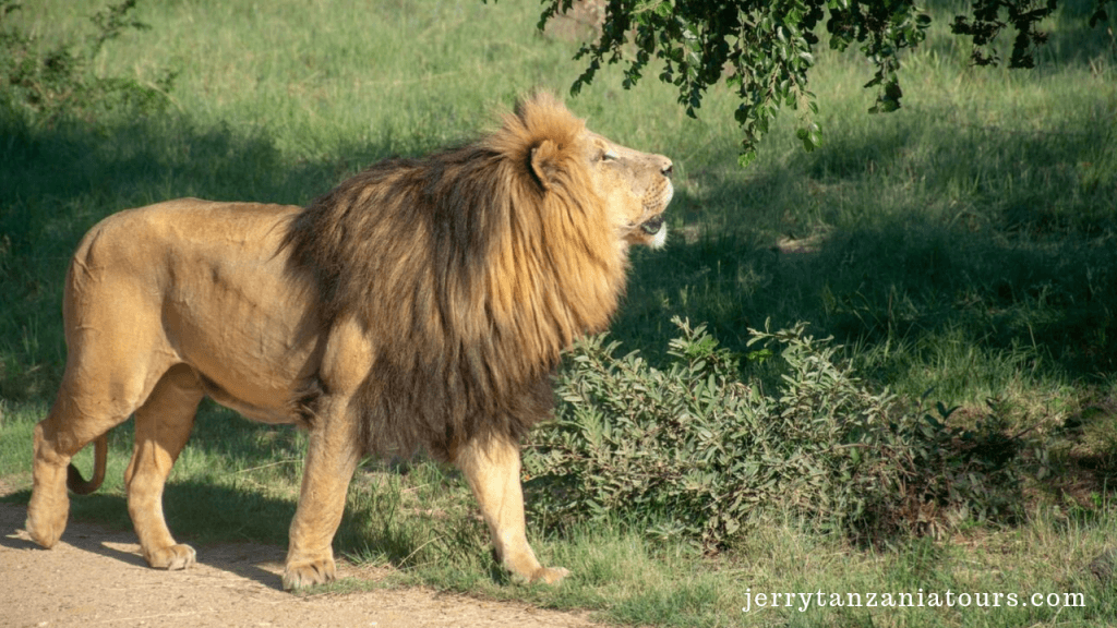 THE RARE FELINE SPECIES OF WORLD: Lion