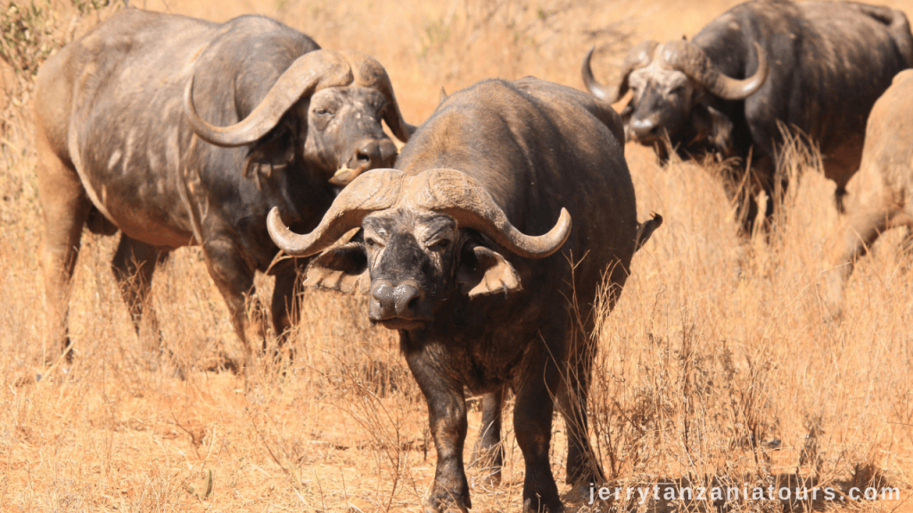 Tanzania Animals: African buffalo