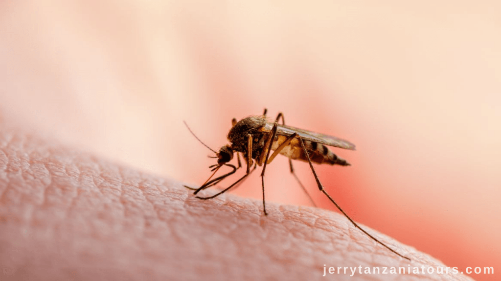 Tanzania Animals: Mosquitoes in Tanzania