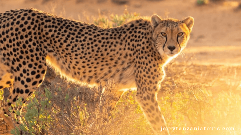 THE RARE FELINE SPECIES OF WORLD: cheetah
