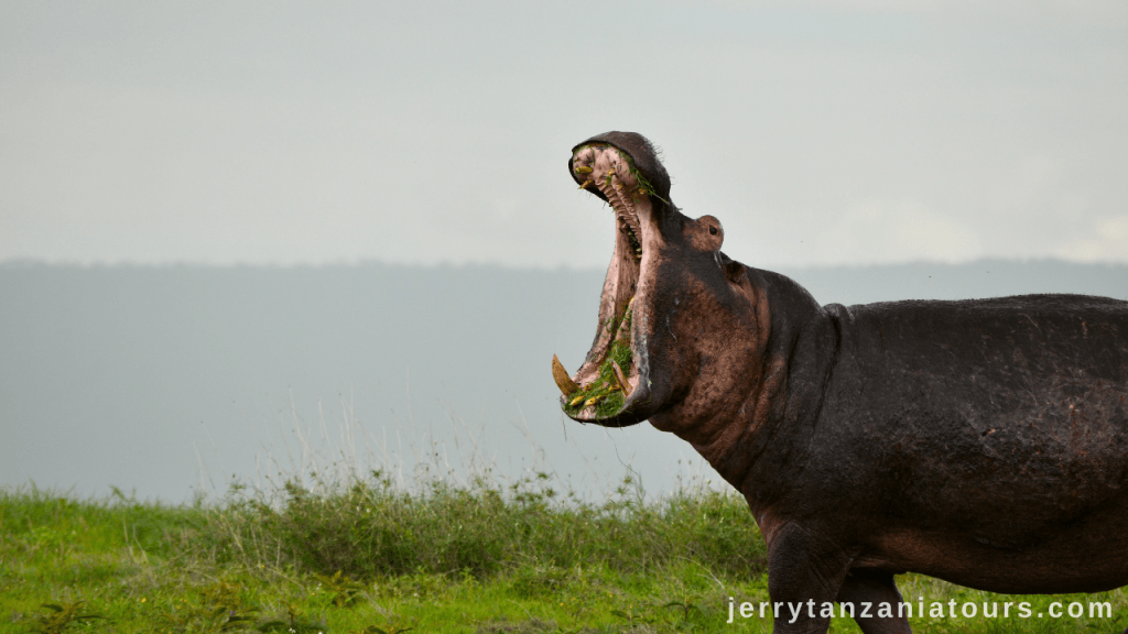 Tanzania Animals: hippopotamus