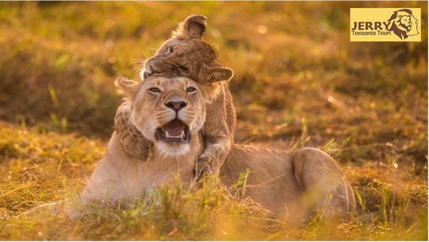 A lion With cub