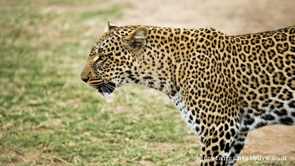 THE RARE FELINE SPECIES OF WORLD: see leopard during Tanzania safari