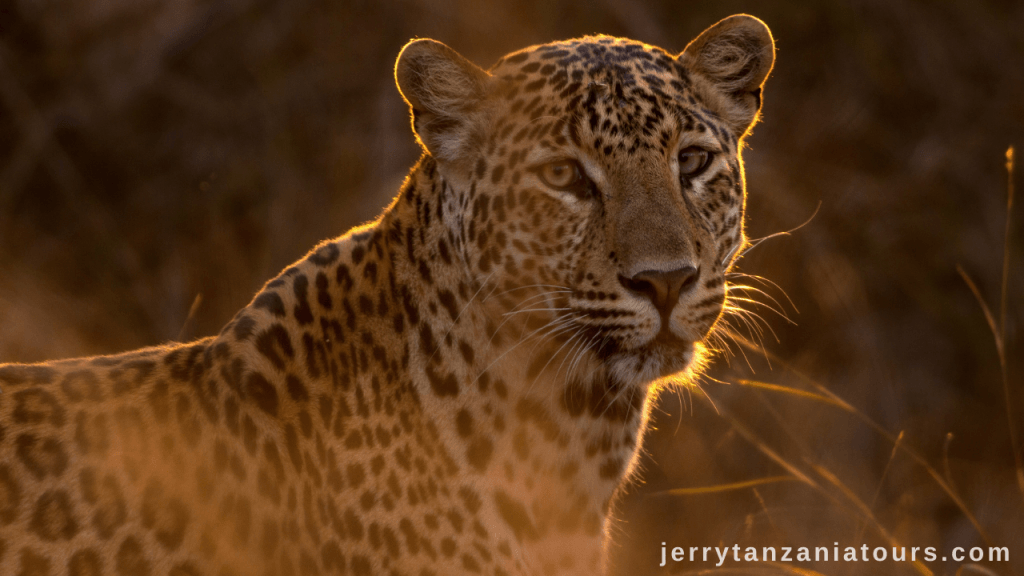 Tanzania Animals: Leopard