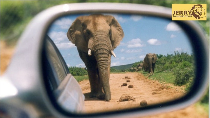 Elephant in the mirror