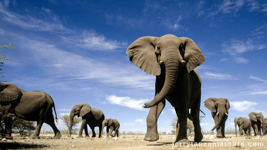 Tanzania Animals: African Elephant