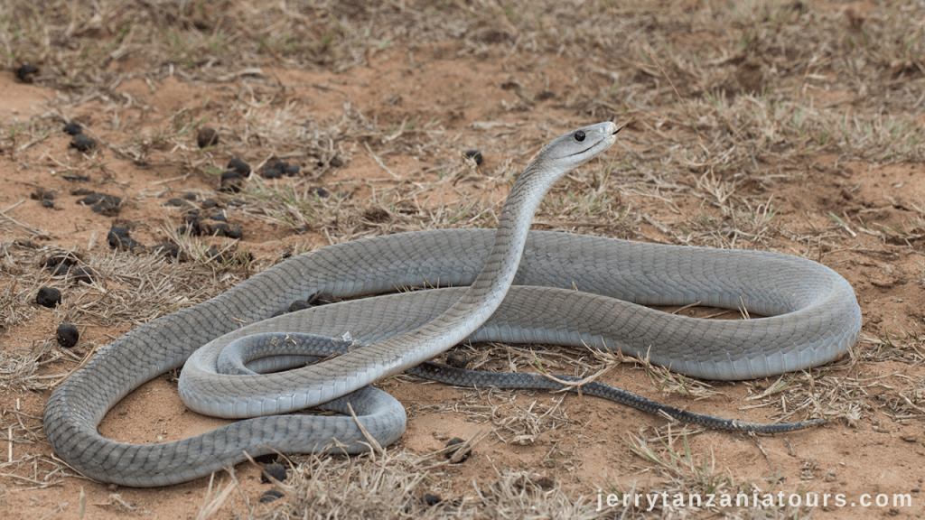 Tanzania Animals: Black Mamba