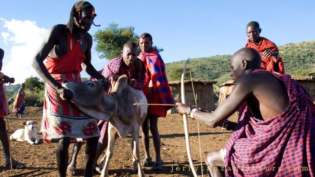 Maasai tradition of drinking cattle blood