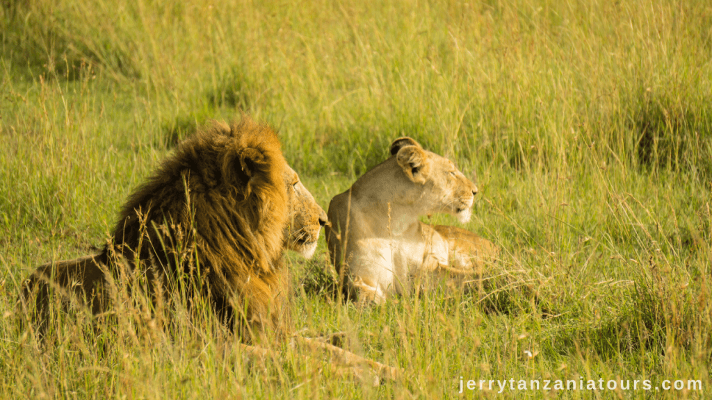 Tanzania Animals: Lion