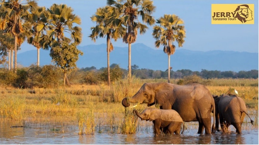 Tanzania National park