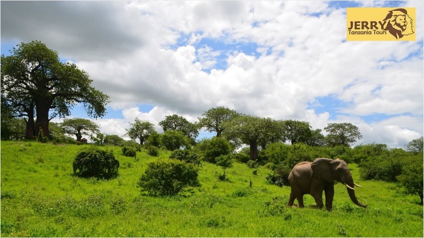 Tanzania Safari 