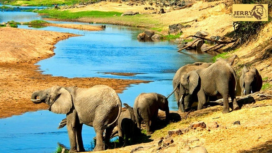 Elephant Migration In Tarangire National Park