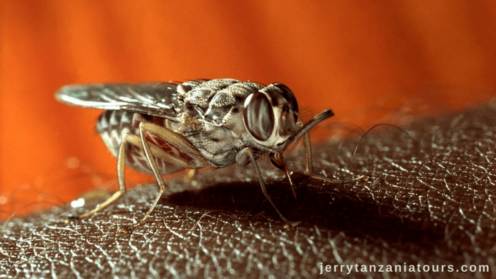 Tanzania Animals: Tsetse flies